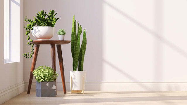 Plants