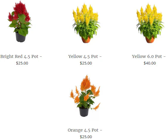 Celosia