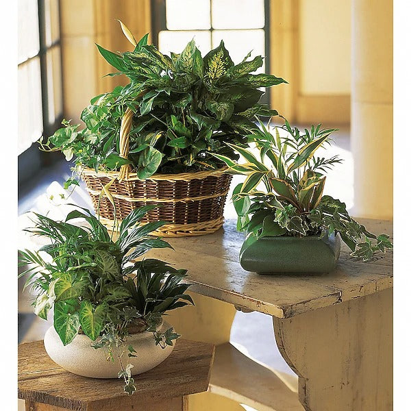 Large Basket Garden