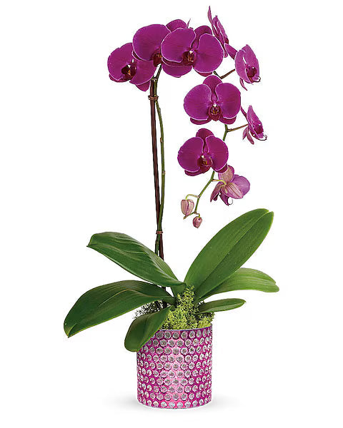 Purple orchid plant