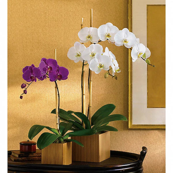 Teleflora's Opulent Orchids