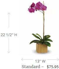 Teleflora's Imperial Purple Orchid
